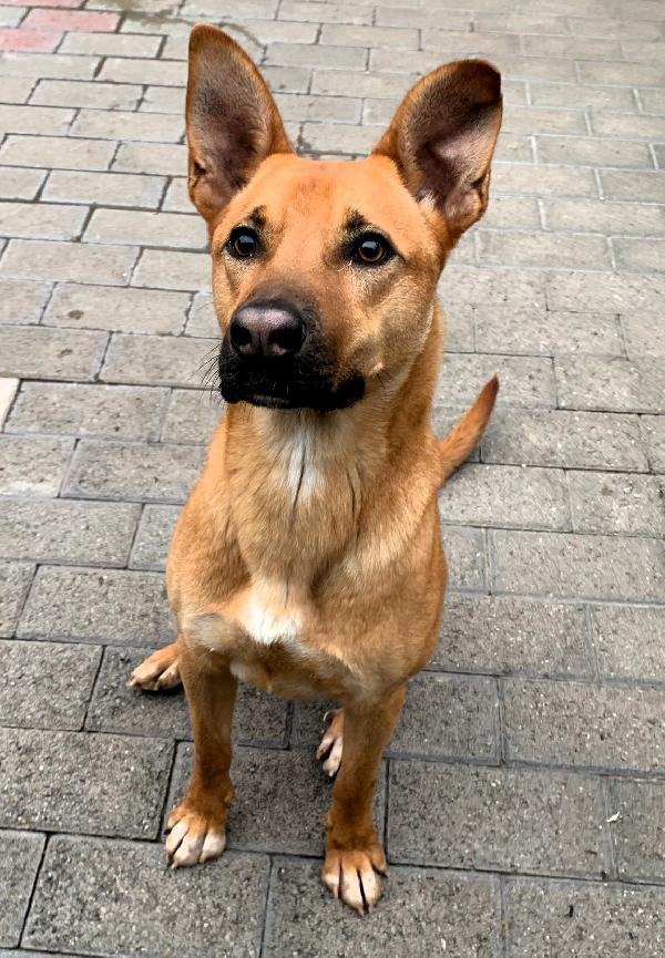 SIMBA LUPETTO Foto 2